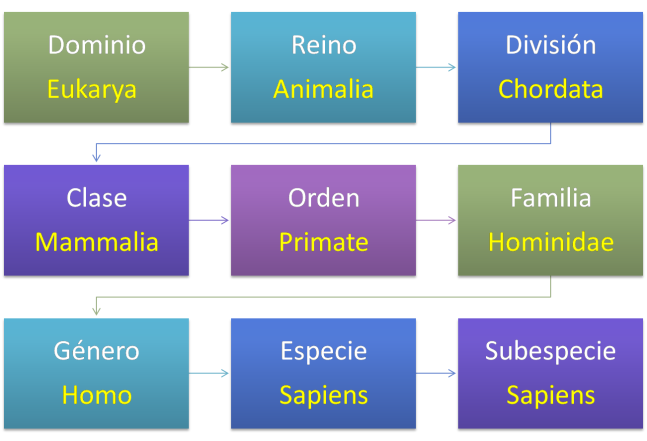 clasificación homo sapiens
